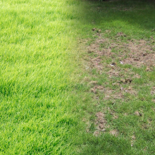 Trávniková terapia po zime Trávniková terapia po zime