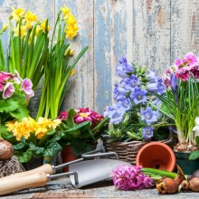 Kalendář zahrádkáře: Údržba zahrady po zimě Kalendář zahrádkáře: Údržba zahrady po zimě