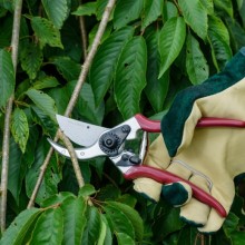 Je nejvyšší čas na letní prořez stromů a keřů! Je nejvyšší čas na letní prořez stromů a keřů!