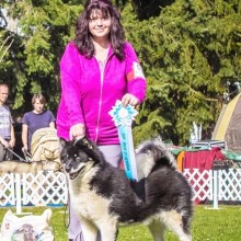 Mountfield na výstavě severských psů