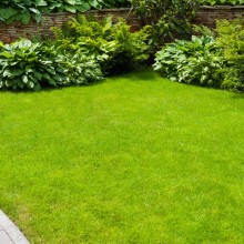 Hnojení trávníku Hnojení trávníku