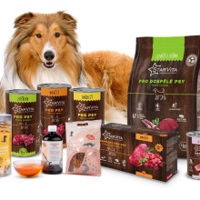 Léto se psem: Jak udržet svého chlupatého parťáka v pohodě a bezpečí Léto se psem: Jak udržet svého chlupatého parťáka v pohodě a bezpečí