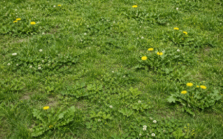 Plevele v trávníku a jak se jich zbavit