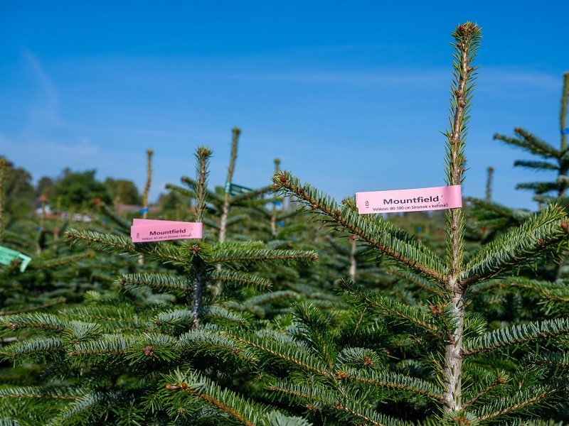 Vánoční stromek JEDLE 80-100cm, květináč