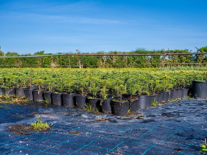 Vánoční stromek JEDLE 80-100cm, květináč