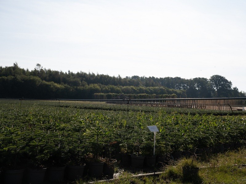 Vánoční stromek JEDLE 80-100cm, květináč