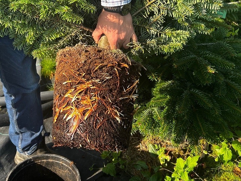 Vánoční stromek JEDLE 80-100cm, květináč