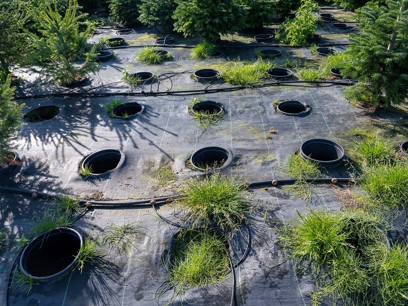 Vánoční stromek JEDLE 80-100cm, květináč