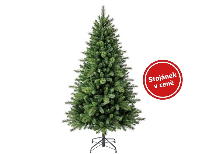 Borovica kráľovská, 180 cm