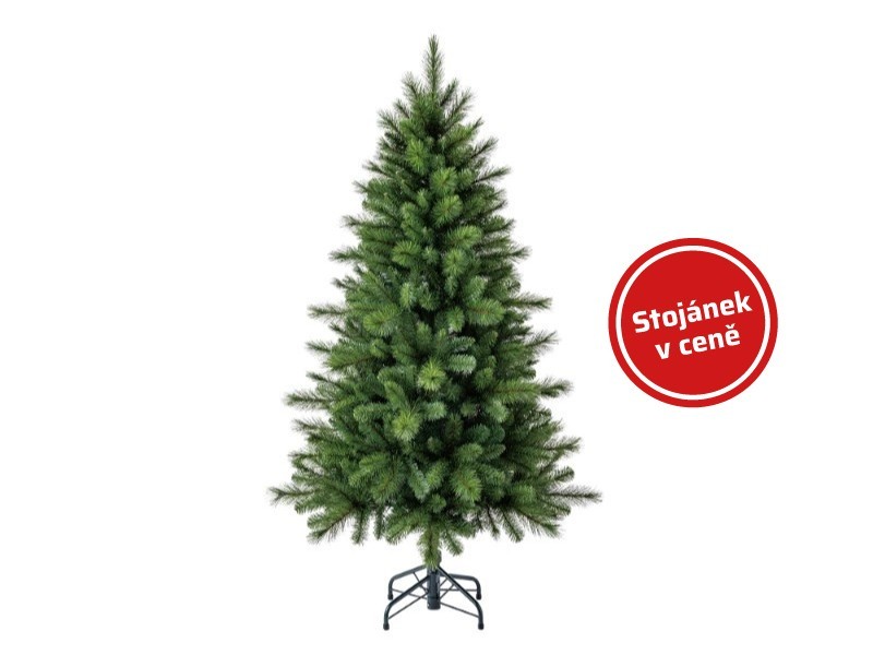 Borovica kráľovská, 150 cm