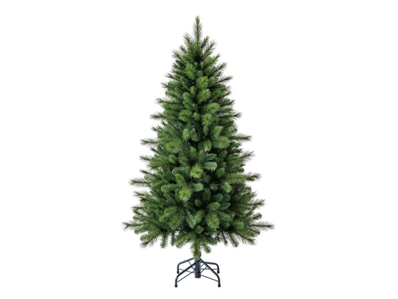 Borovica kráľovská, 150 cm