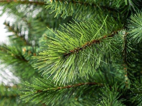 Borovica kráľovská, 150 cm