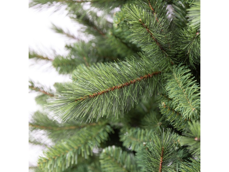Borovica kráľovská, 210 cm