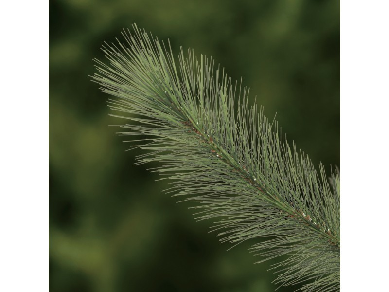 Borovica kráľovská, 210 cm