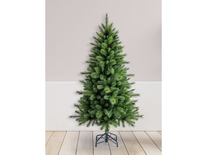 Borovica kráľovská, 150 cm