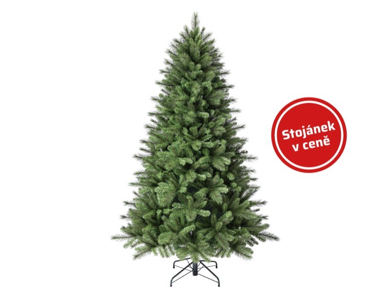 Borovica kráľovská, 210 cm