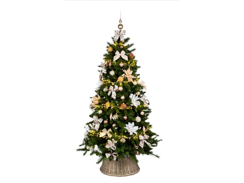 Borovica kráľovská, 210 cm