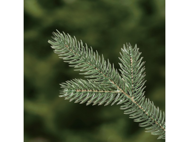 Jedľa DELUXE, 240 cm