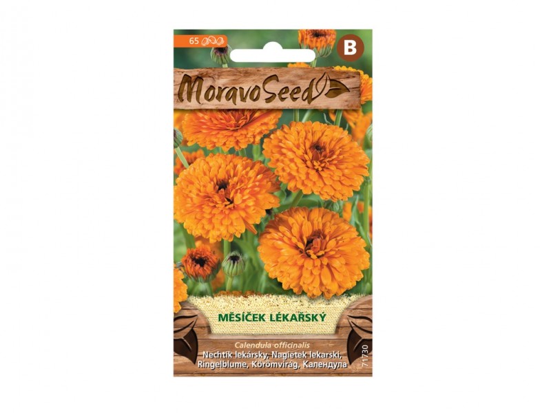 Měsíček lékařský - foto 1