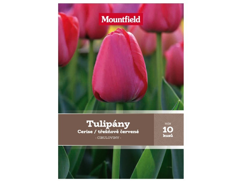 Tulipány Darwin Hybrid třešňově červené Tulipány Darwin Hybrid třešňově červené