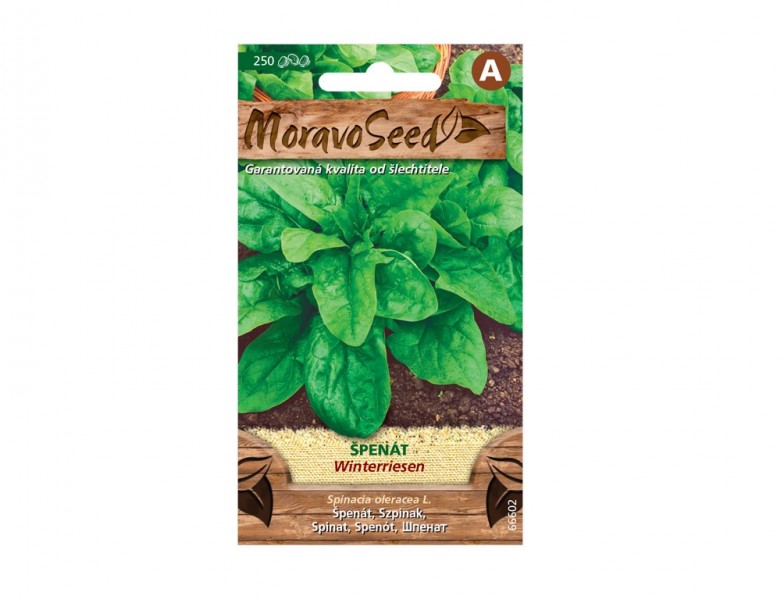 Špenát setý WINTERRIESEN - foto 1