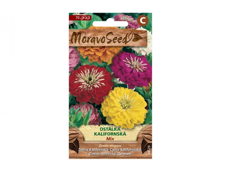 Ostálka lepá Kalifornská, směs - foto 1