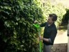Aku plotové nožnice Greenworks G40PTF30001 40V - foto4