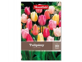 Tulipán mix 30 ks Tulipán mix 30 ks