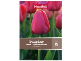 Tulipány Darwin Hybrid třešňově červené Tulipány Darwin Hybrid třešňově červené