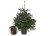 Vánoční stromek JEDLE 80-100cm, květináč
