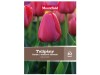 Tulipány Darwin Hybrid třešňově červené Tulipány Darwin Hybrid třešňově červené