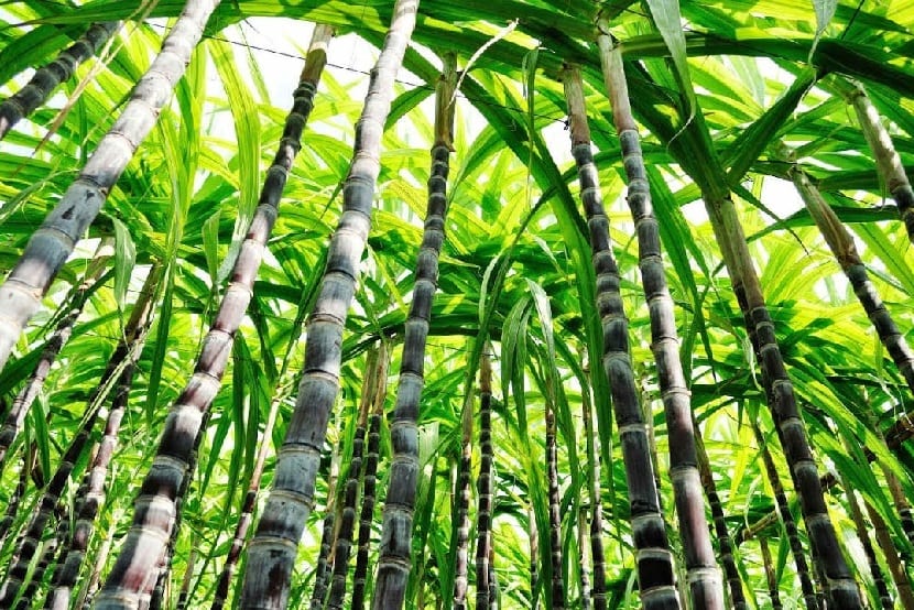 Plantáž cukrové třtiny