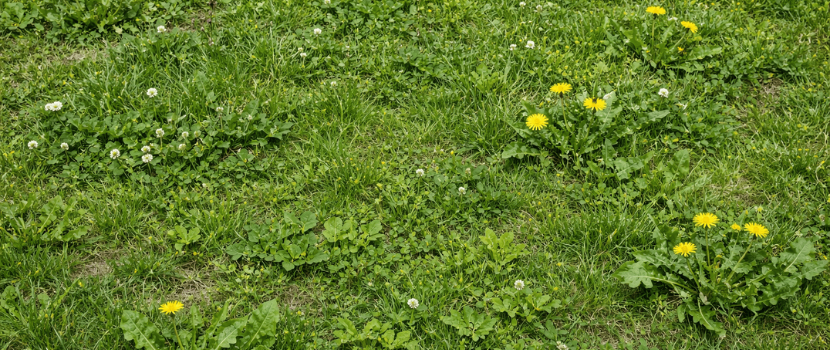 plevel v trávníku miniatura